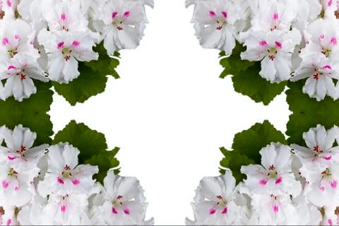 Geranium flower Stock Photos