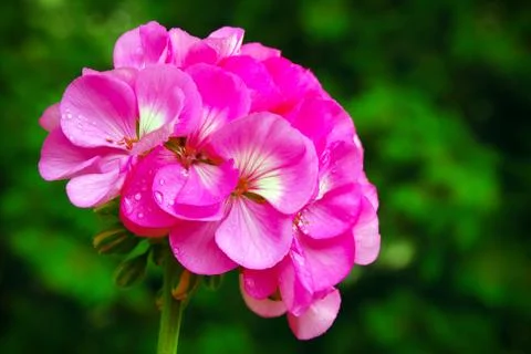 Geranium flower Stock Photos
