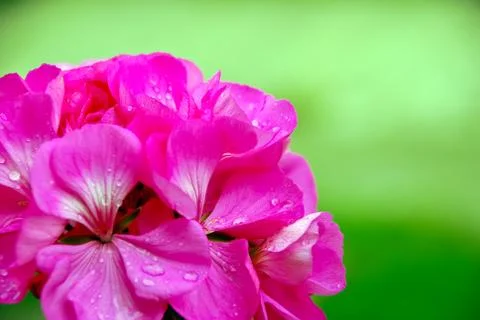 Geranium flower Stock Photos