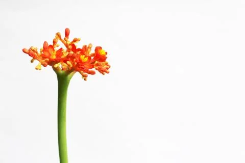 Geranium flower Foto stock
