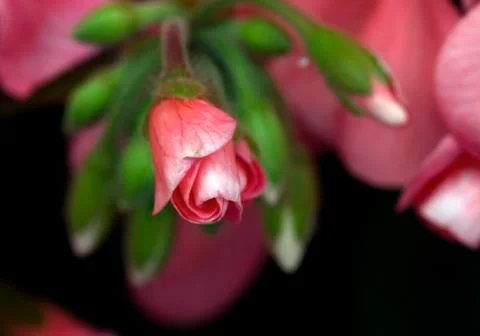 GERANIUM FLOWER 스톡 사진