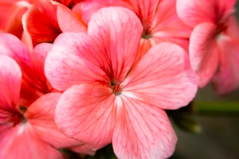 Geranium Flower Stock-Fotos