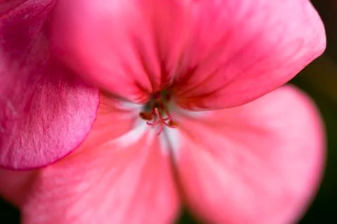 Geranium Flower 스톡 사진
