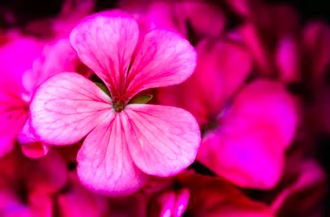 GERANIUM FLOWER 스톡 사진