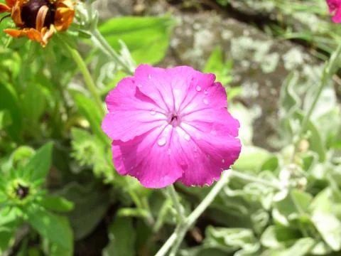 Geranium Flower Stock Photos