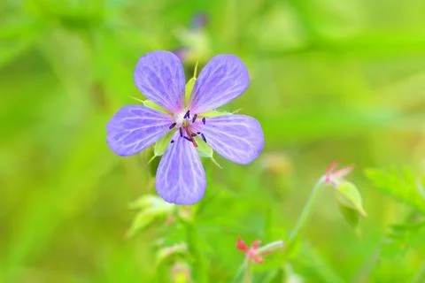 Geranium flower 스톡 사진