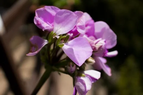 Geranium flower Stock Photos