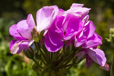 Geranium flower Stock Photos