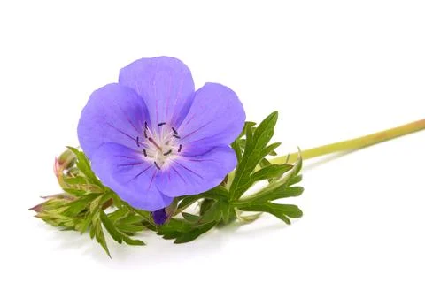 Geranium flower Stock Photos