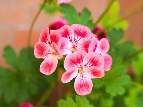 Geranium flower Stock Photos