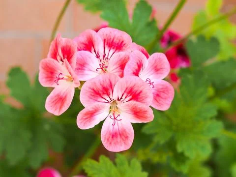 Geranium flower Stock Photos