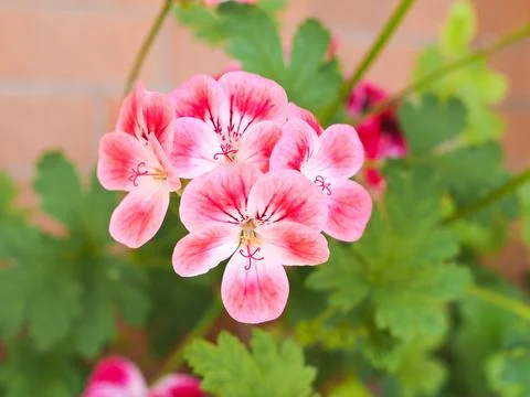 Geranium flower Stock Photos