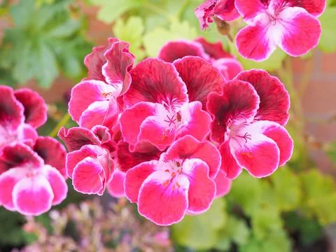 Geranium flower Stock Photos