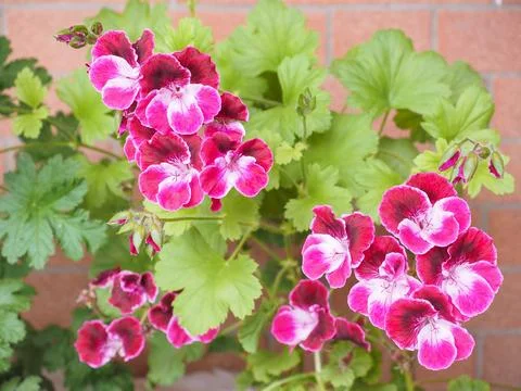 Geranium flower Stock Photos