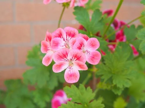 Geranium flower Stock Photos