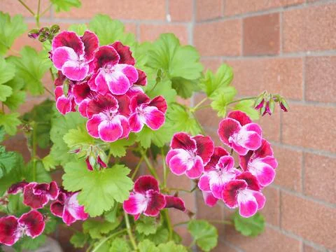 Geranium flower Stock Photos