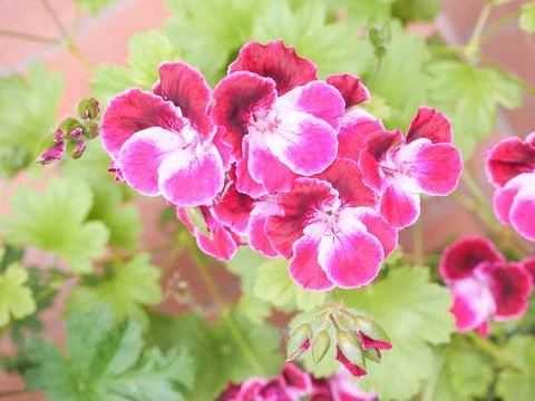 Geranium flower Stock Photos