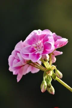 Geranium flower Stock Photos