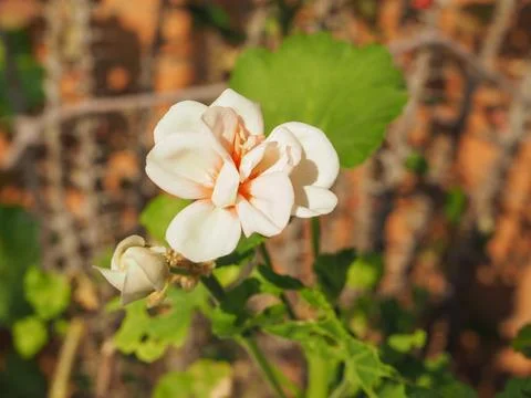Geranium flower Stock-Fotos