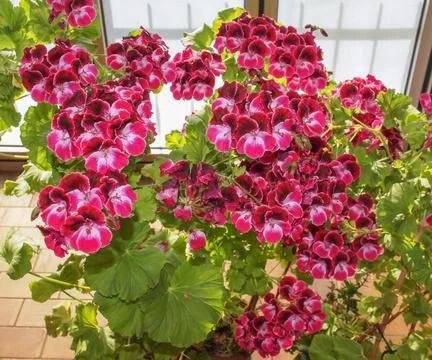 Geranium flower Stock Photos