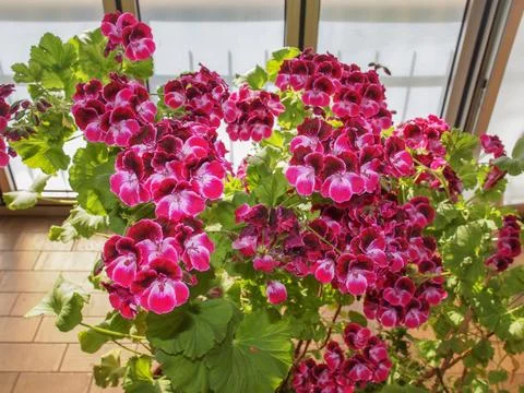 Geranium flower Stock Photos