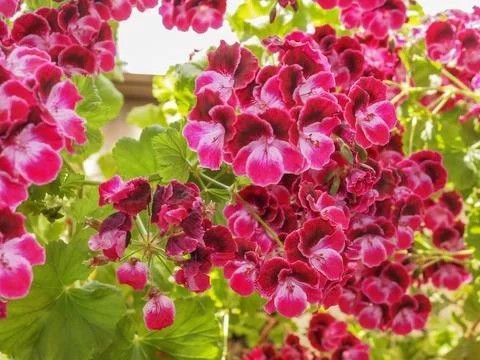 Geranium flower Stock Photos