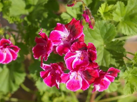 Geranium flower Foto stock