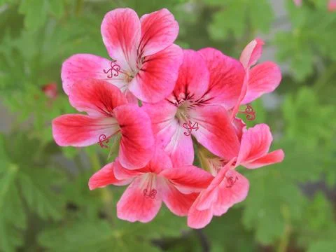 Geranium flower Stock Photos