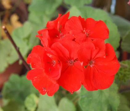 Geranium flower Stock Photos
