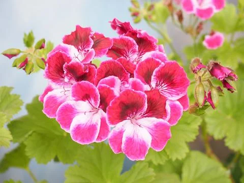 Geranium flower Stock Photos