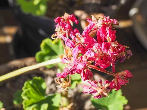 Geranium flower Foto stock