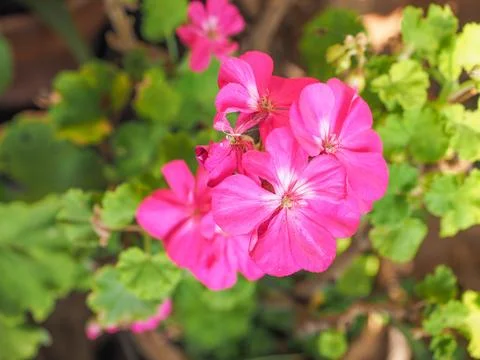 Geranium flower Stock Photos