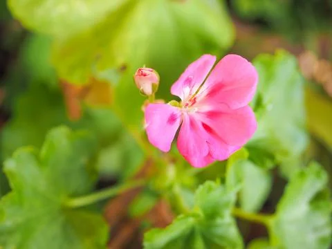 Geranium flower Foto stock