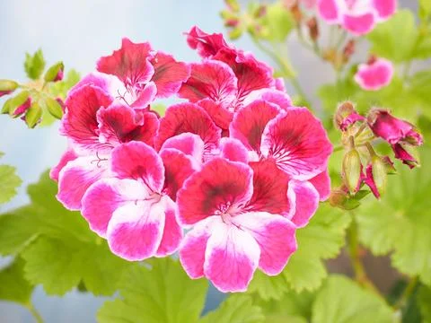 Geranium flower Foto stock