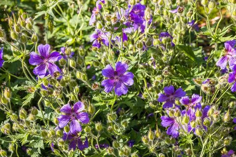 Geranium flowers bloom in the summer garden Stock Photos