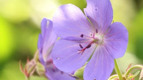 Geranium flowers, close up Stock Footage 105582046