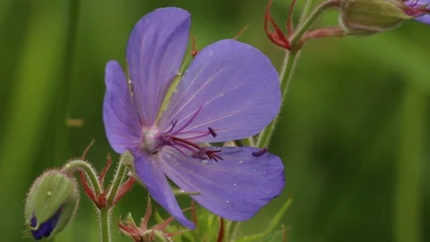 Geranium flowers, close up Stock Footage 105582059