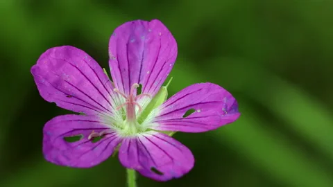 Geranium flowers, close up. Stock Footage 167258437