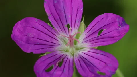 Geranium flowers, close up Stock Footage 167258725