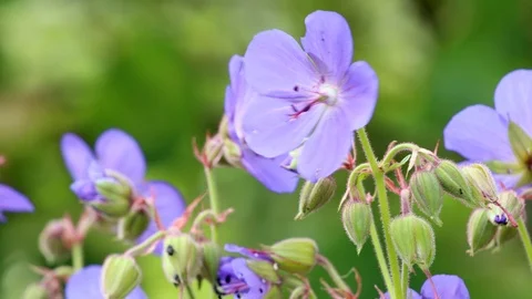Geranium flowers, flowering Stock Footage 105569534