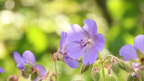 Geranium flowers, flowering Stock Footage 105570291