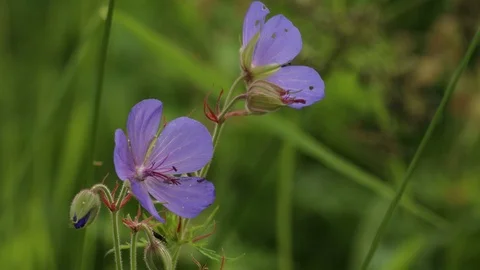 Geranium flowers, flowering Stock Footage 105571155