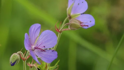 Geranium flowers, flowering Stock Footage 105571305