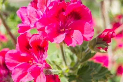 Geranium flowers, Pelargonium Stock Photos