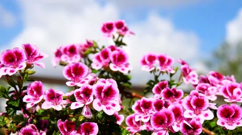 Geranium flowers, Pelargonium, spring time (4K) Stock Footage 49734088