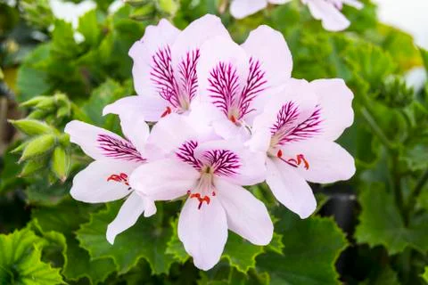 Geranium flowers, Pelargonium, spring time Stock Photos