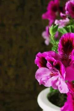 Geranium flowers Stock Photos