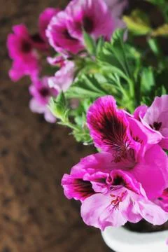 Geranium flowers Stock Photos