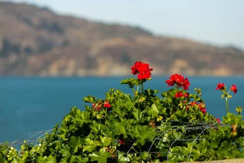 Geranium Flowers Stock Photos