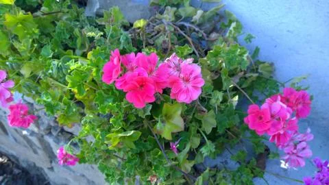 Geranium Flowers Stock-Fotos